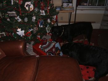 Jade and Raven checking out the Christmas presents...where are those bones
