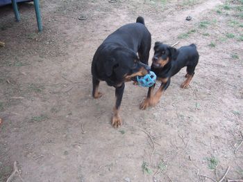 Baron offering Rogue the new Christmas ball.
