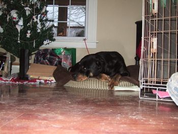 Baron enjoys a nap on his new bed
