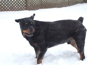 Baron shaking off the snow, look at those ears!
