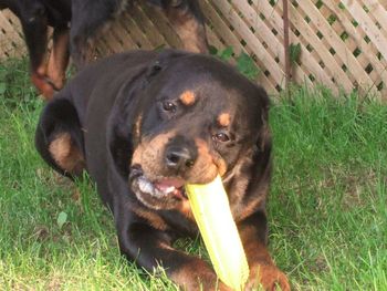 Baron enjoys a chew on his new rubber corn on the cob
