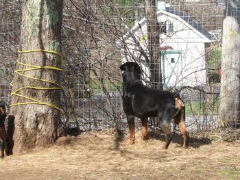 Rogue people watching, his favorite pass time.
