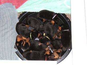 Week 1 - puddle of puppies
