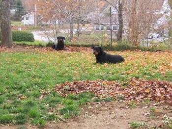 Baron & Carley relaxing on a fall afternoon.
