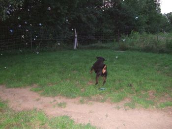 Chasing bubbles!
