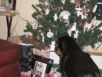 Rogue checking out the tree!
