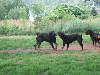 Baron & Carley play rings.
