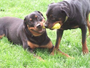 Rogue and Jade play tug....with the corn cob!
