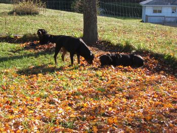 Relaxing on a beautiful autumn afternoon.
