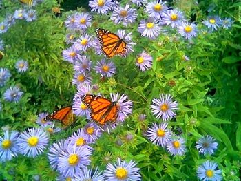 MONARCH BUTTERFLIES FORT TRYON PARK
