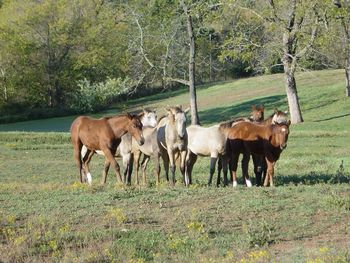 all of our weanlings
