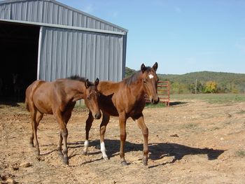 (left) EV SUNDANCE DIEGO(stallion) out of DB CHISUMS SUNDANCE and POCO DIEGOS GLORY..(right) EV SKIPS TYREE (filly)out of DB CHISUMS SUNDANCE and RB SKIPS MIGHTY FAWN

