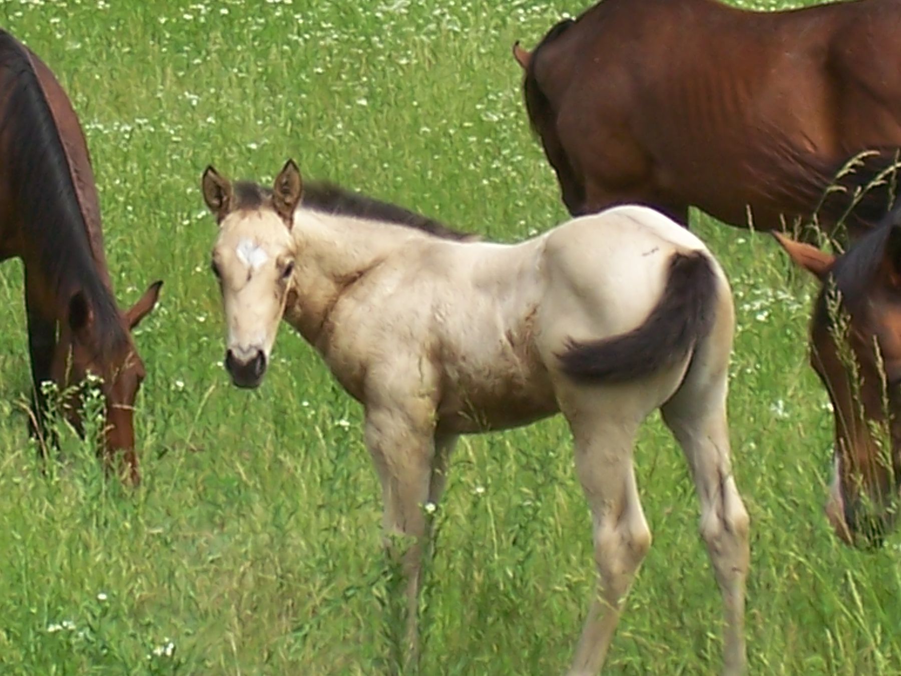 Steel Tracks Ranch - BABIES OF2019