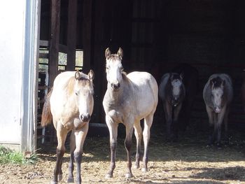 (left)EV ROYAL SUNDANCE (stallion) out of DB CHISUMS SUNDANCE and EV BEAUS MIGHTY FAWN...(right) EV JESSIE JAMES(stallion) out of DB CHISUMS SUNDANCE and POCO VISITS OJOS ....JESSIE JAMES HAS BEEN SOLD
