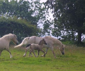 Birchmores Barrog 2012 Sec A. Idyllic Nimrod x Bala Bridie
