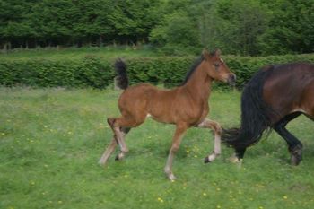 Birchmores Valentina 2012 Sec D. Crugybar Carlo Morganna Mai x Tymor Height of Fashion
