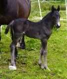 Birchmores Cassini 2014 Sec D Colt. Trevallion Tomos x Tymor Height of Fashion
