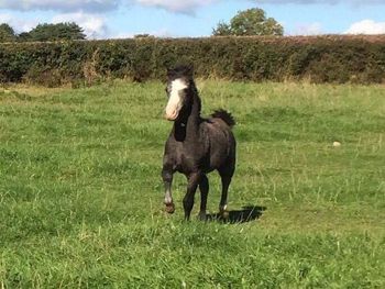 Birchmores Oreo 2016. Sec A Colt. Churtoncroft Pryd x Flydon Seren Olaf
