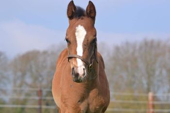 Charlie's Star 2020 Thoroughbred
