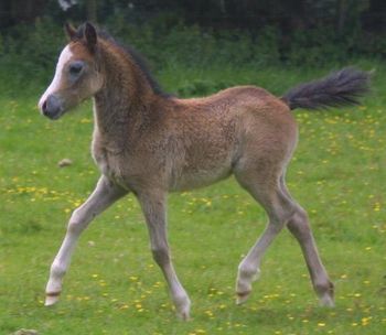 Birchmores Adonis 2012 Sec A. Dukeshill Magnum x Farchynys Arian
