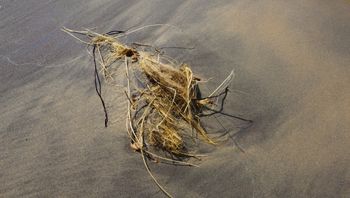 A weed from Lake Michigan
