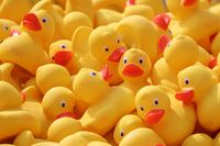 Duck Races