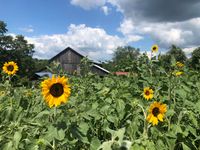 Common Ground Organic Farm Flower Arranging Workshop