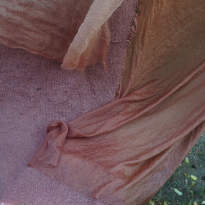 Dye Plants in Curious Spaces Sumac