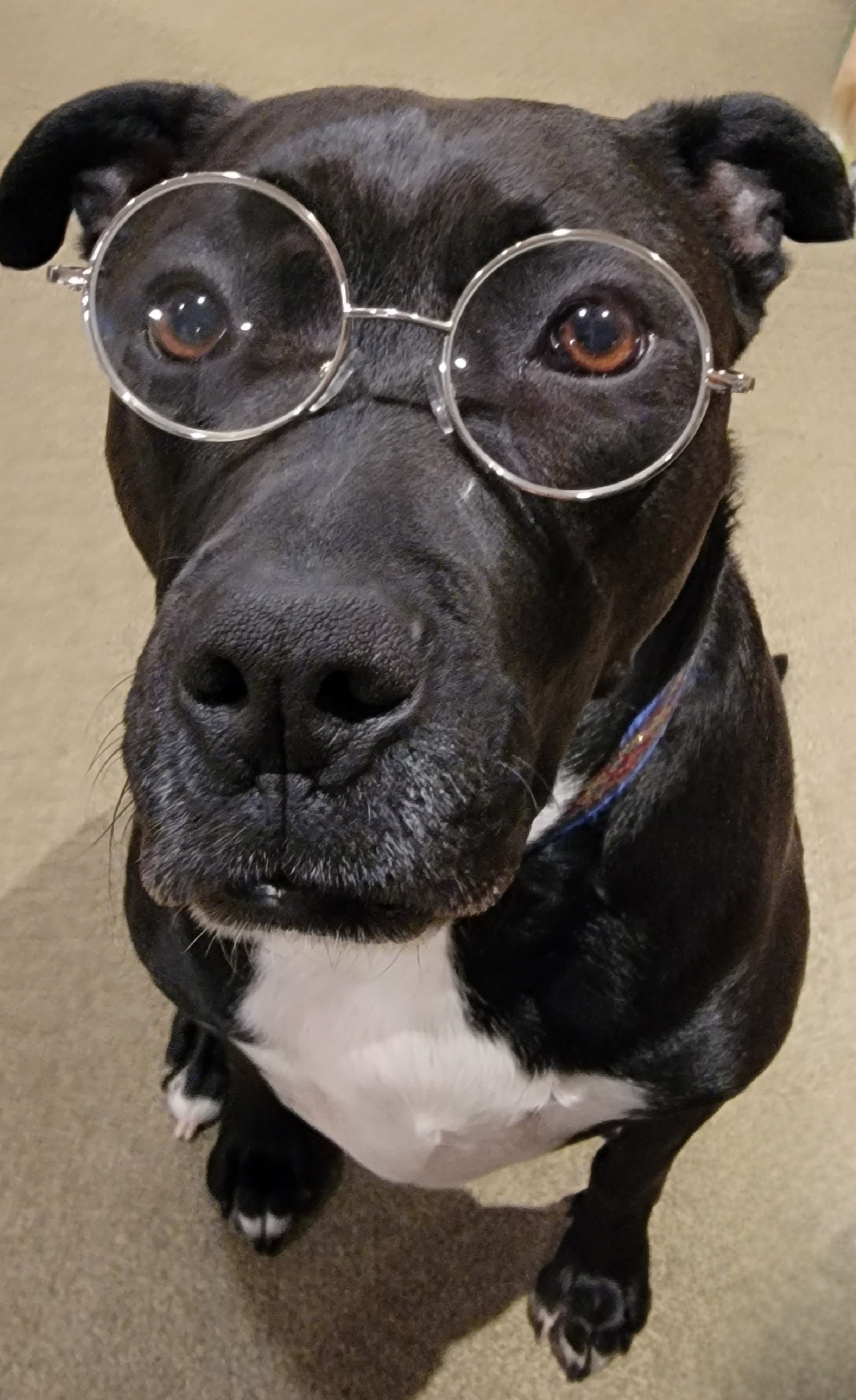 dog-training-app-review