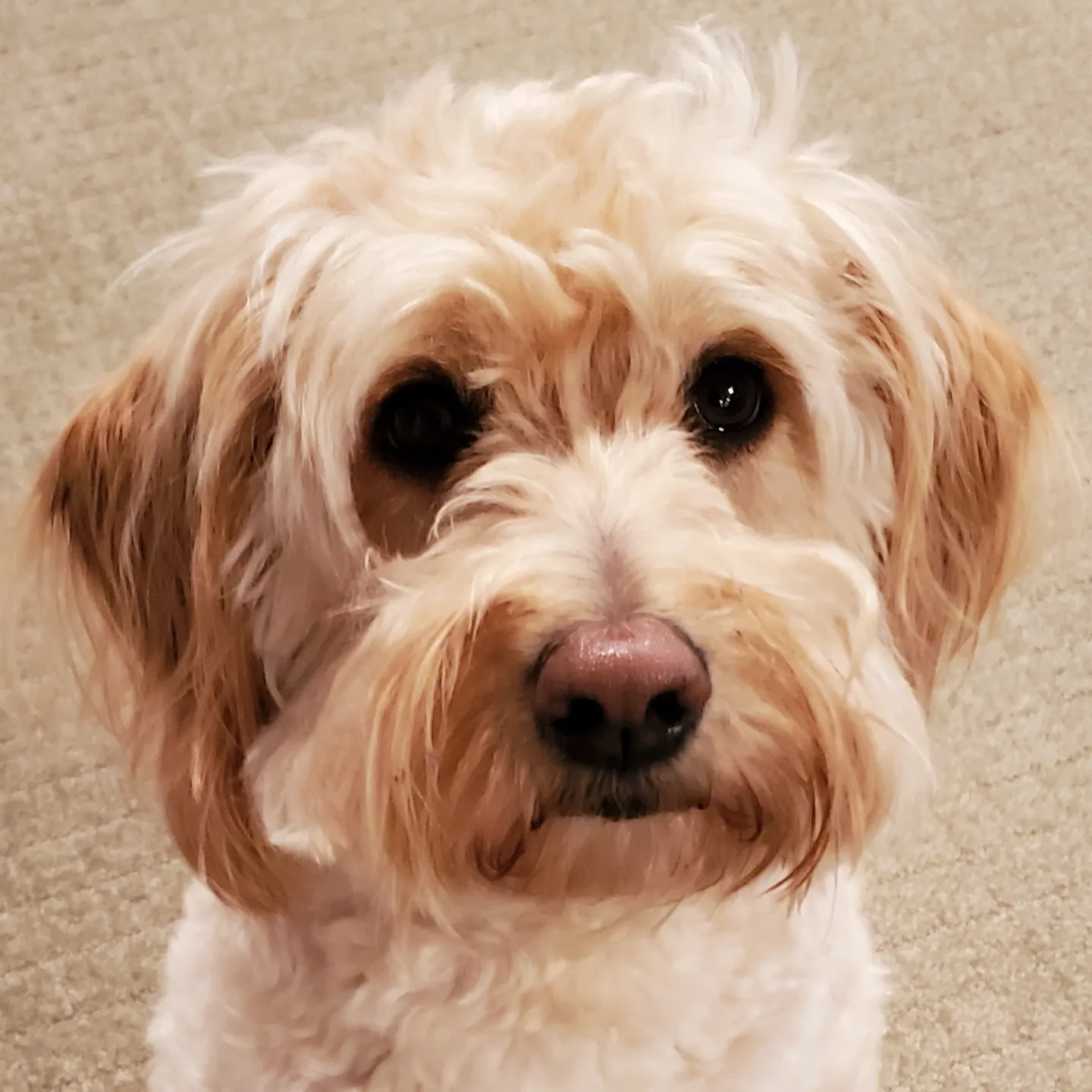 9 Dogs Who Can't Wait To Tear Open Christmas Gifts [VIDEOS] - DogTime