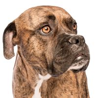 Dogue Language Seminar