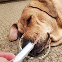 Dog Husbandry Seminar