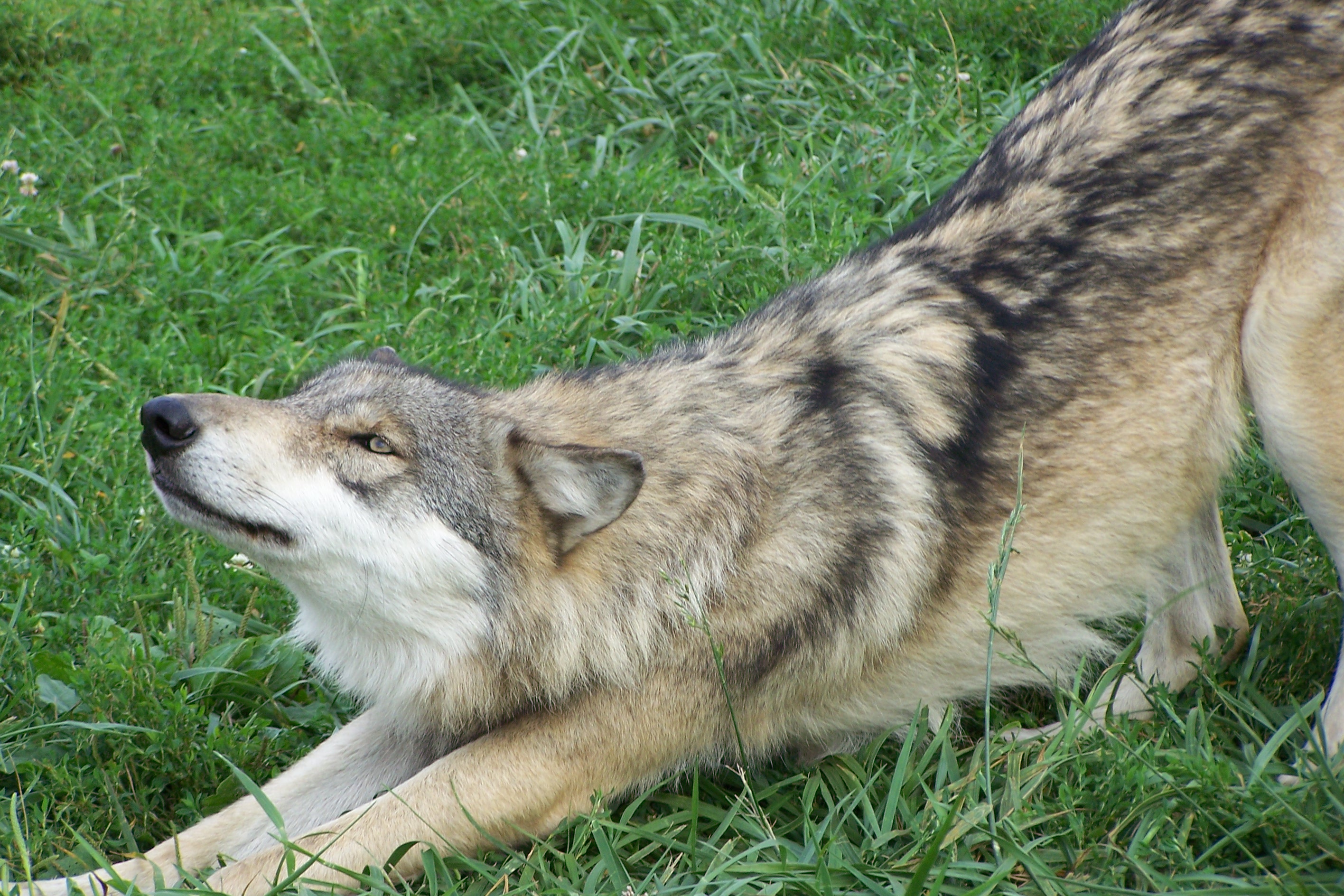 play-bow-an-unfamiliar-dog-behaviour