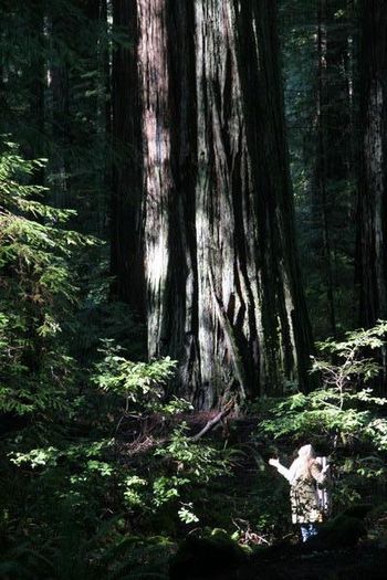 The Sequoias Northern CA
