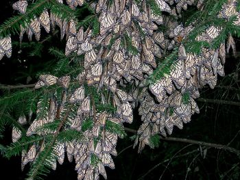 Monarch Butterfly Migration in Mexico
