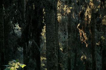 Beautiful Monarch Butterflies Mexico
