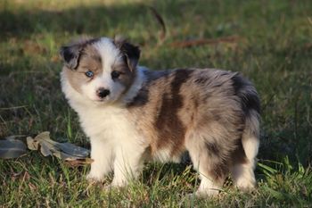 SOLD Blue Merle Sable Female
