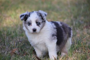 SOLD Blue Merle Male '1'
