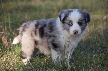 SOLD Blue Merle Male '2'
