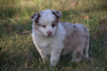 SOLD Chocolate Merle Female
