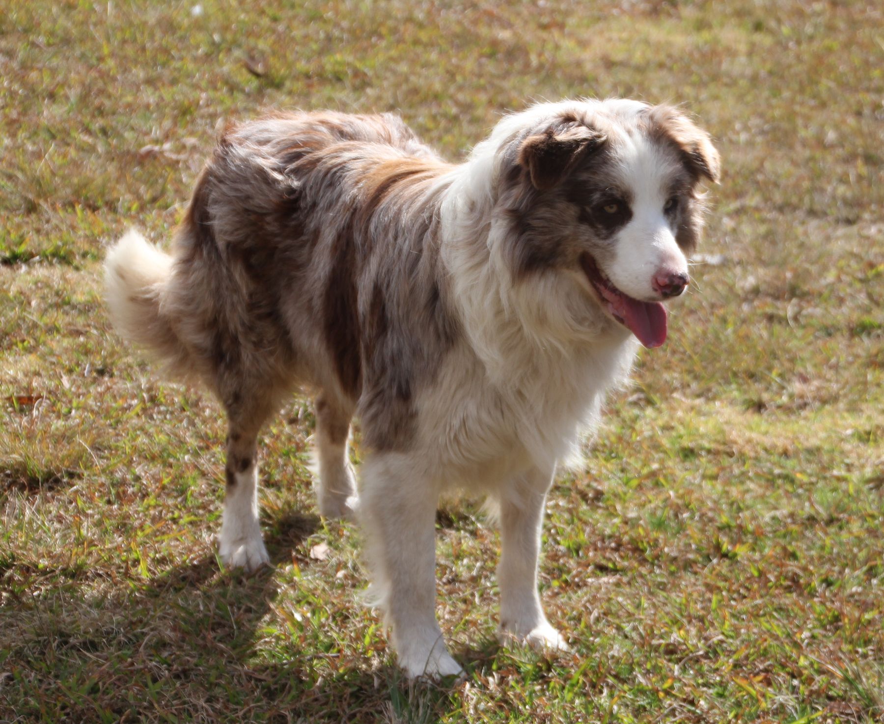 Lilac merle border outlet collie