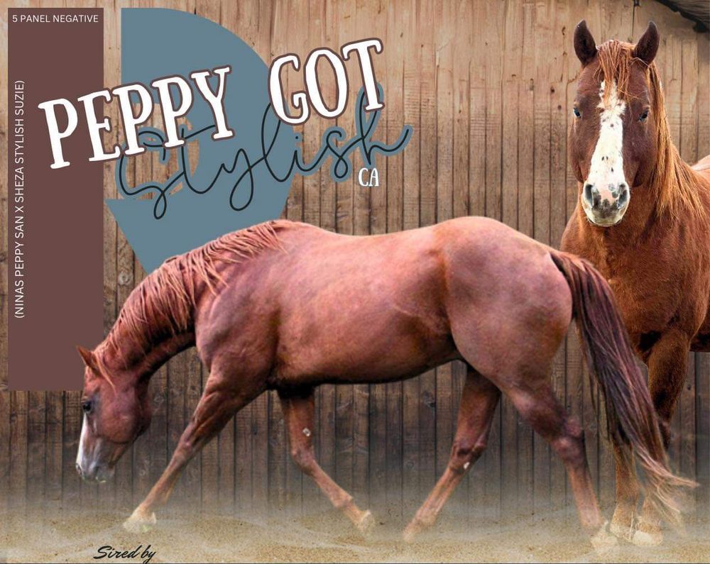 Northern Lights Breeders Group Inc - SHPQH Stallions