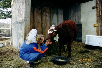 Baby calf.
