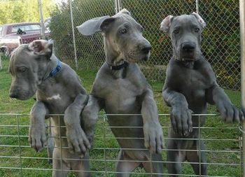 Group Photo of the Girls at 9 weeks Janie(left), Annie (middle), Pearl (right)
