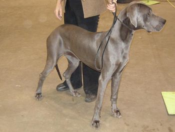 Quicksilver El Loco Blu Angel "Lucy", 1st place 6-9 month class Best Puppy in Breed Red Deer & District Kennel Club Show, November 6, 2005 Judge- Judy Horton
