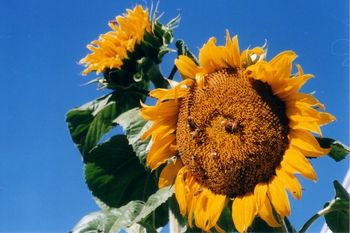 Honeybees in sunflower
