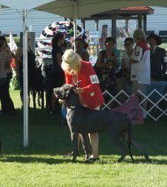 Morpheus at 6 months at the Great Dane Club of Canada National 2012 in the 6-9 month puppy class
