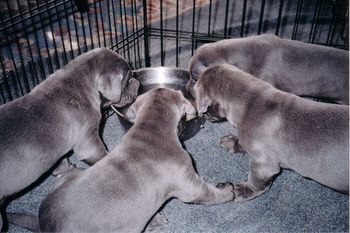 Let's all drink from the big water bowl.
