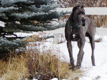 Eddy's first week at home in Canada.
