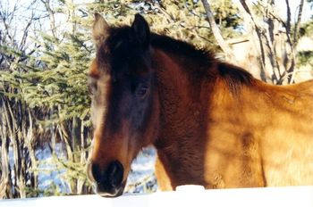 Arabi Mizaar with his winter coat.
